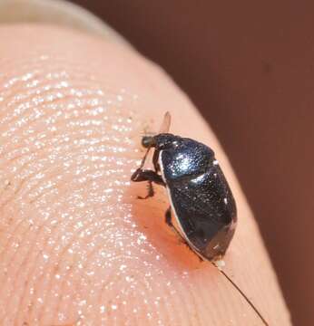 Image of White-margined Burrower Bug