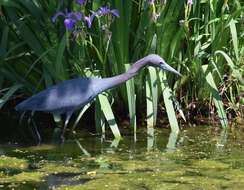 Image of Little Blue Heron