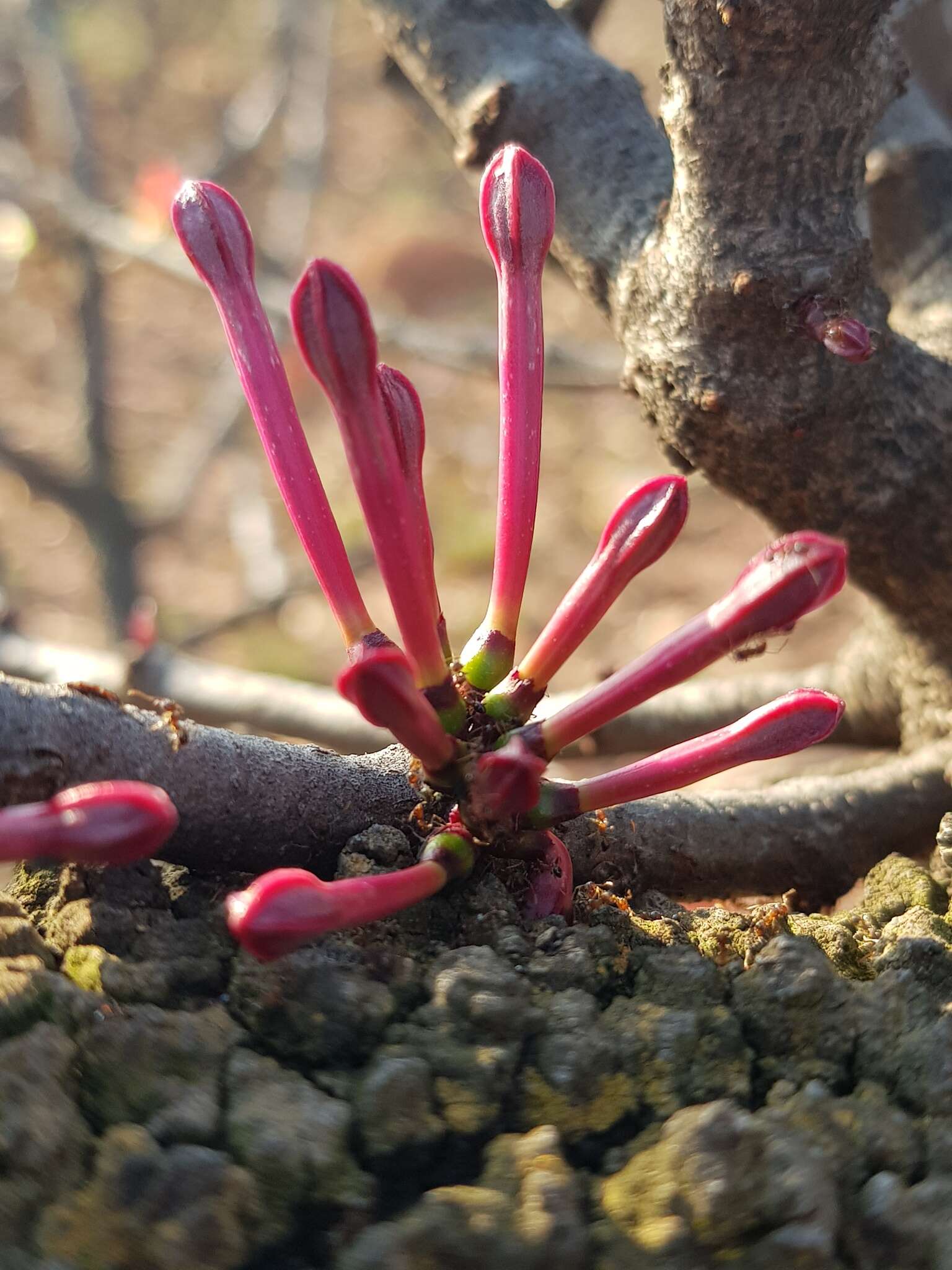 Image of Tapinanthus rubromarginatus (Eng I.) Danser