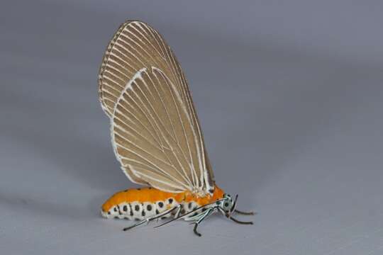 صورة Euplocia Hübner 1819