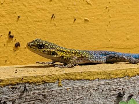 Image of Thin Tree Iguana