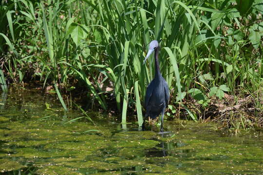 Image of Little Blue Heron