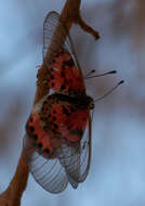 Image of Acraea ranavalona Boisduval 1833