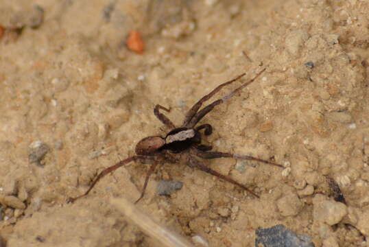 Image of Burnt wolf spider