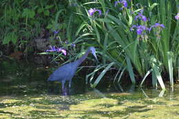 Image of Little Blue Heron