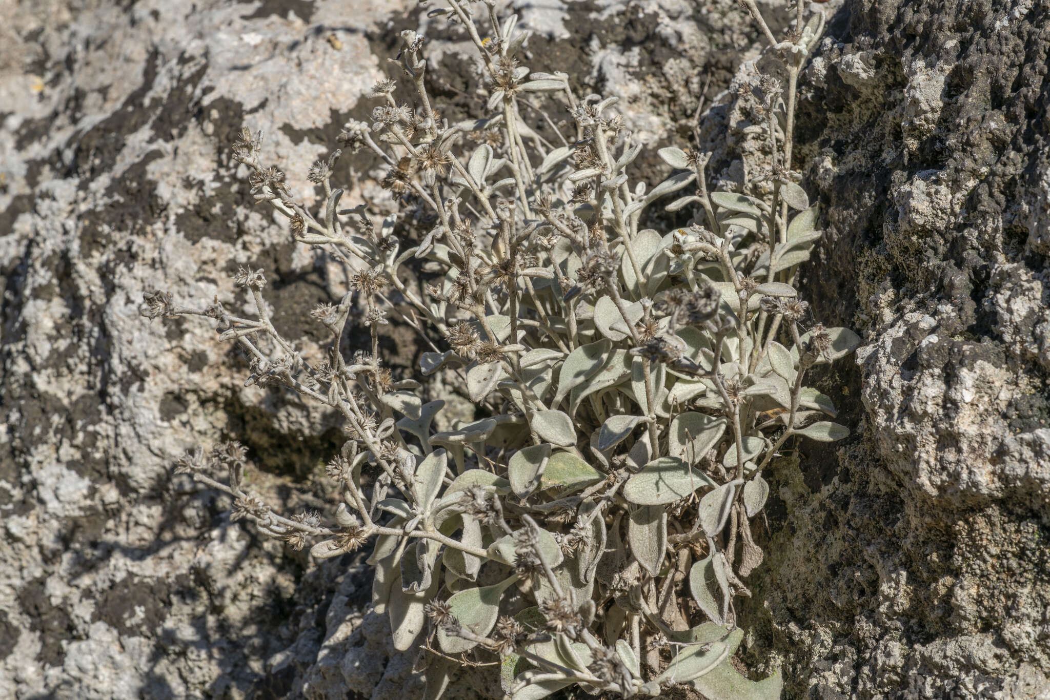 Image of Pentanema verbascifolium (Willd.) D. Gut. Larr., Santos-Vicente, Anderb., E. Rico & M. M. Mart. Ort.