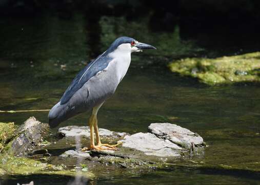 Image of Night Herons