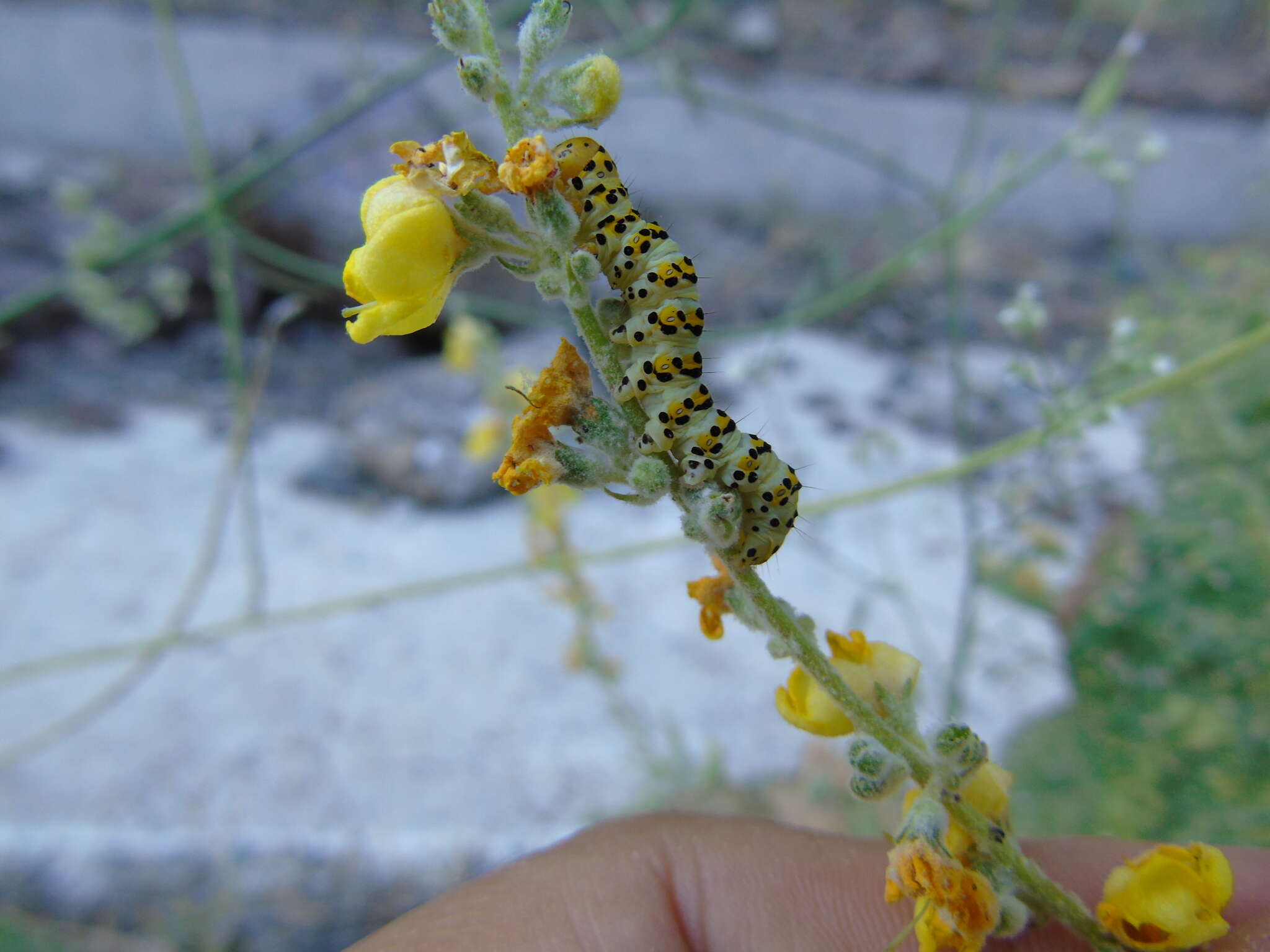 Image of Cucullia lychnitis Rambur 1833