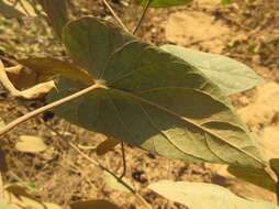 Plancia ëd Ipomoea cambodiensis Gagnep. & Courchet