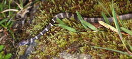 Image of Tropical Snail-eater