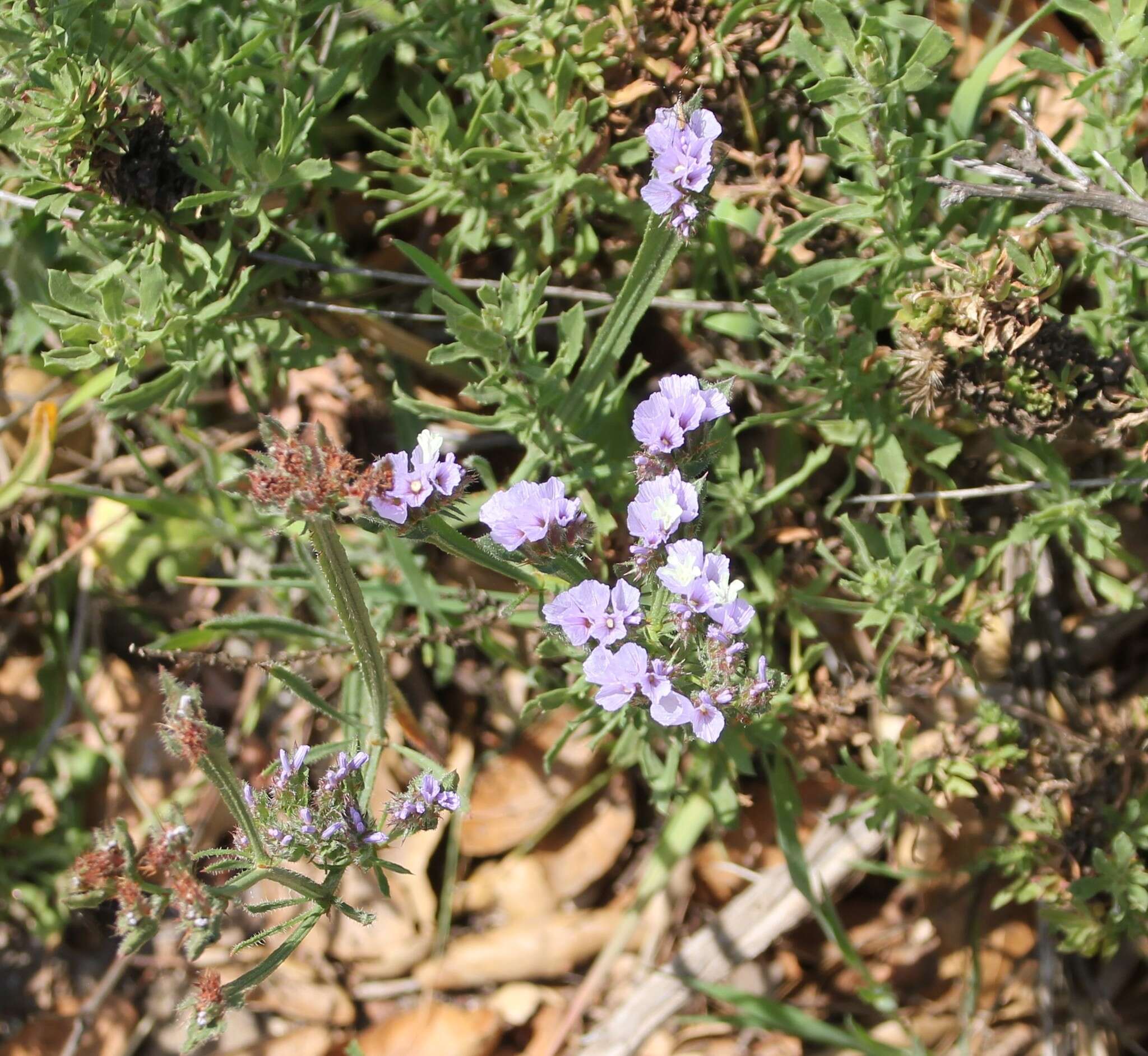 Imagem de Limonium sinuatum (L.) Miller