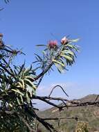 Image de Protea curvata N. E. Br.