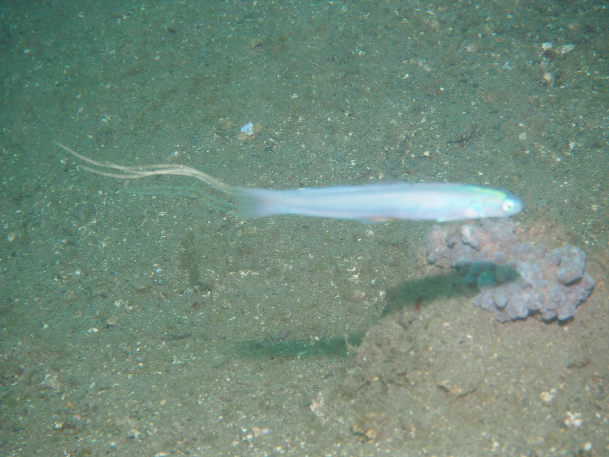 Image of Blue hana goby