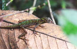 Sivun Anolis ventrimaculatus Boulenger 1911 kuva