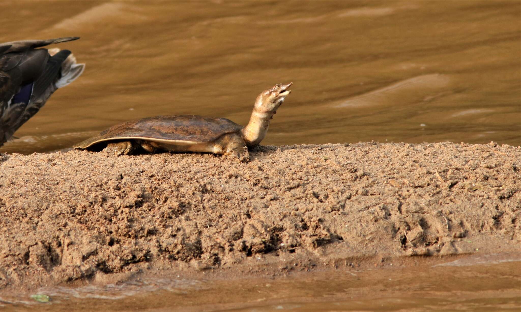 Image of Midland Smooth Softshell Turtle