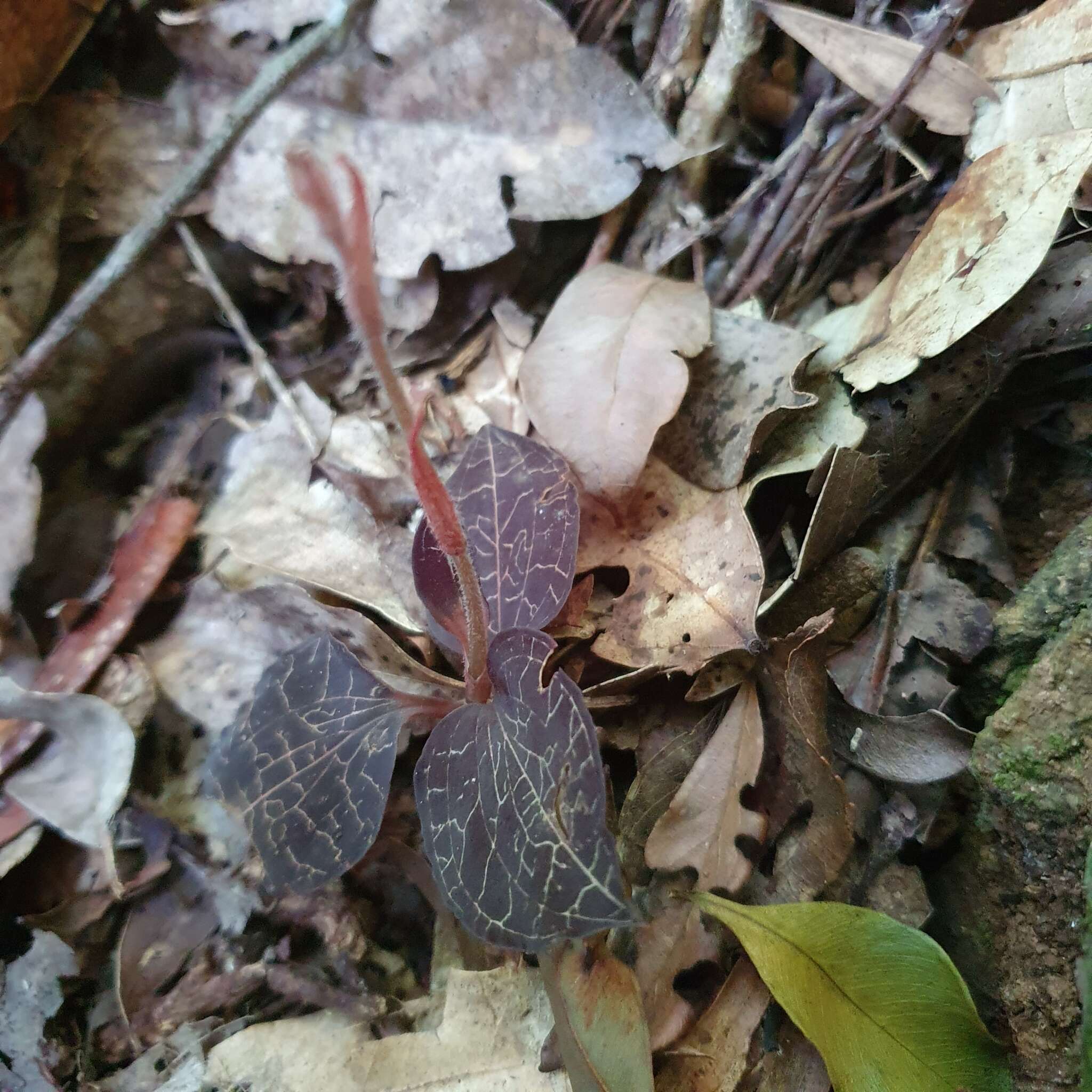 Image of Marbled jewel orchid