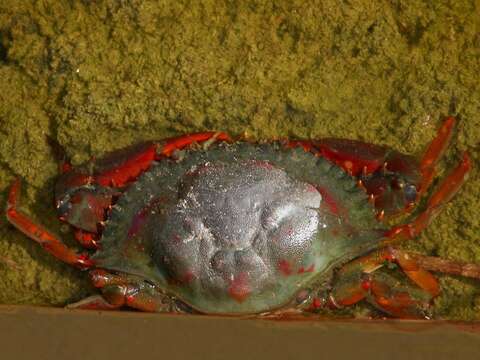 Image of Bocourt swimming crab