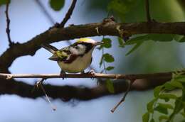 Image of Chestnut-sided Warbler