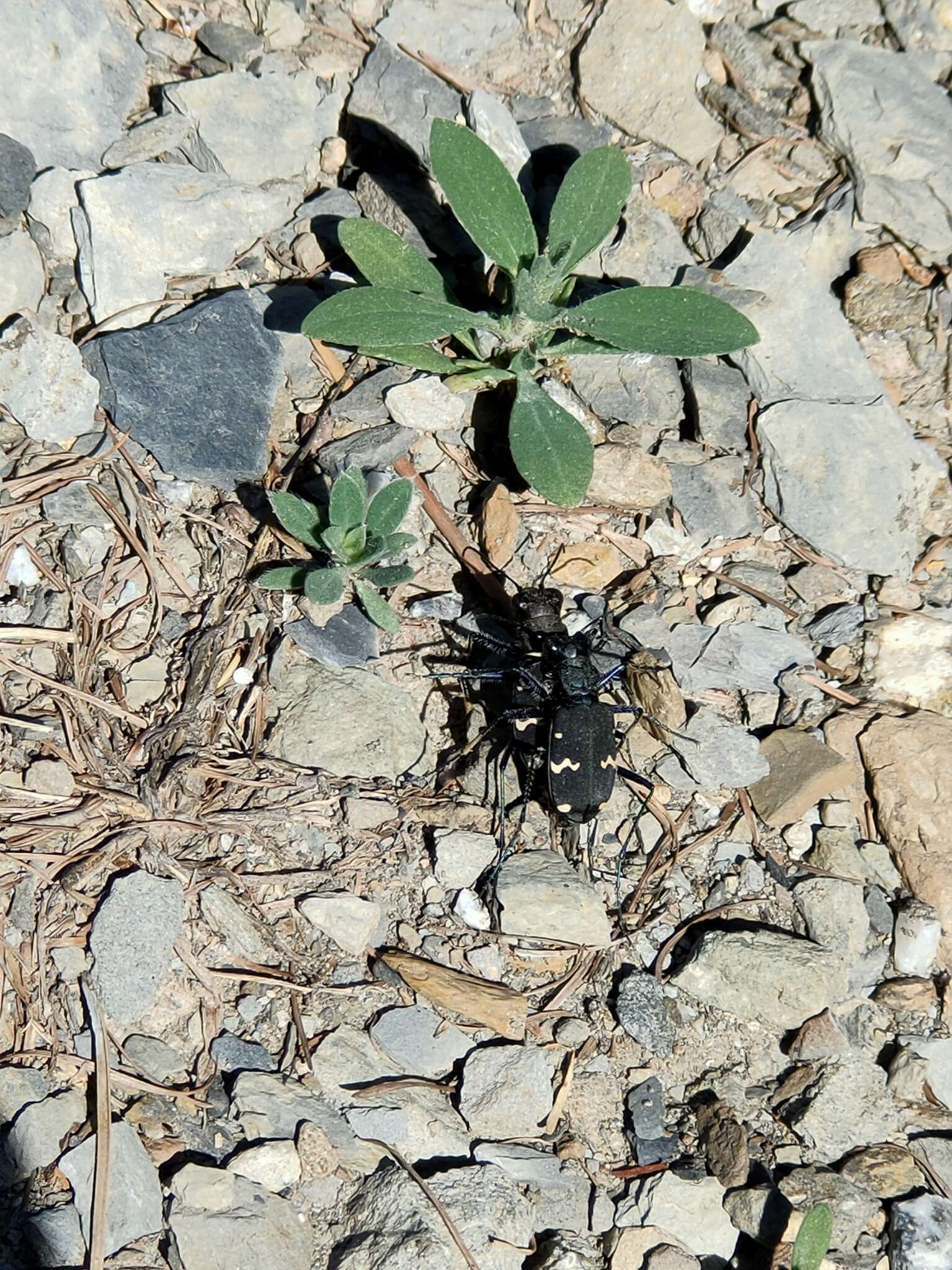 Plancia ëd Cicindela (Cicindela) sachalinensis raddei A. Morawitz 1862