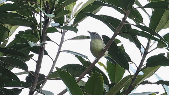 Image of Yellow-breasted Antwren