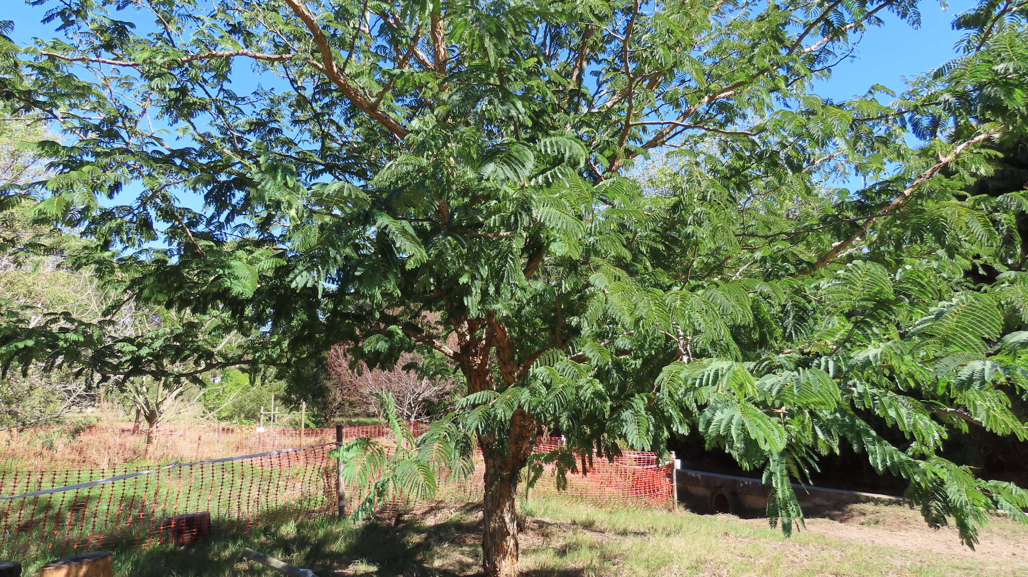 Image of Vachellia sieberiana (DC.) Kyal. & Boatwr.