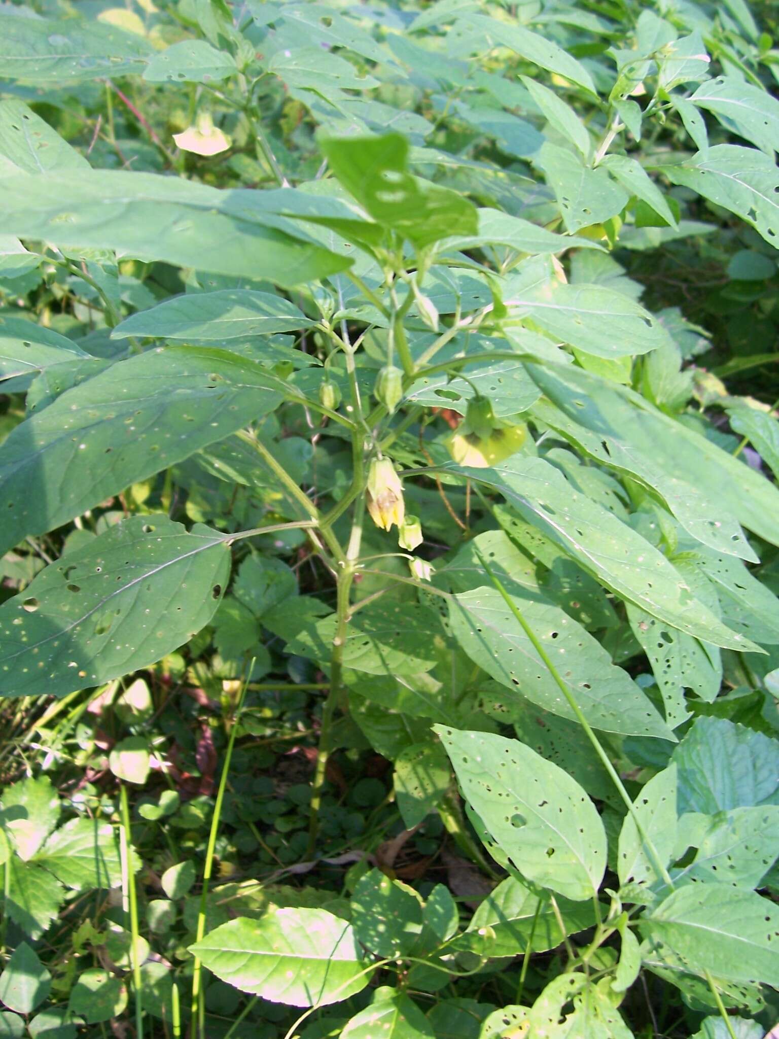 Physalis longifolia var. subglabrata (Mackenzie & Bush) Cronq. resmi