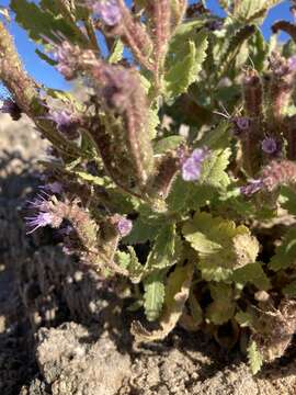 Phacelia sivinskii N. D. Atwood, P. J. Knight & Lowrey的圖片