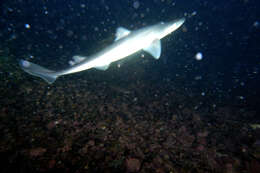 Image of Cape Shark