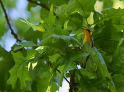 Image of Blackburnian Warbler