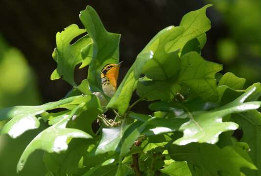 Image of Blackburnian Warbler