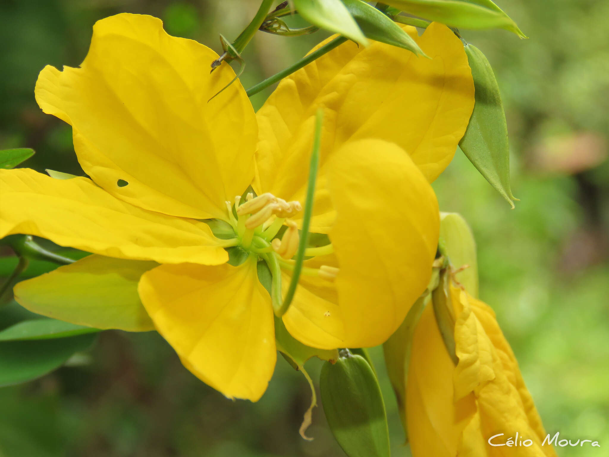 Senna splendida var. gloriosa H. S. Irwin & Barneby resmi