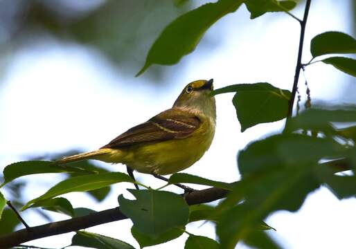 Слика од Vireo griseus (Boddaert 1783)