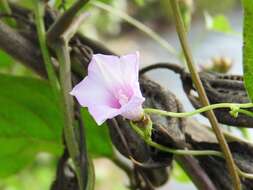 Plancia ëd Ipomoea triloba L.