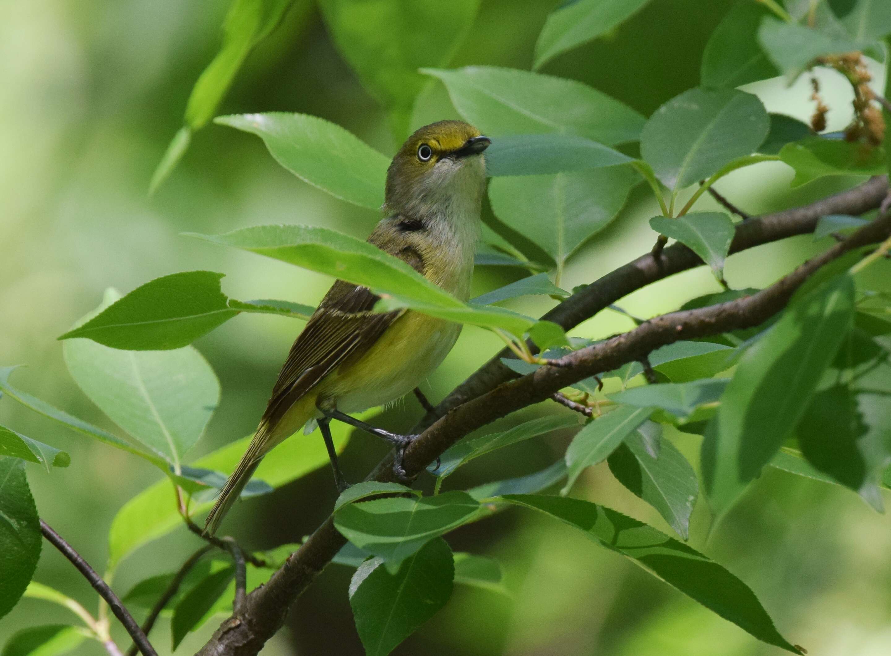 Слика од Vireo griseus (Boddaert 1783)