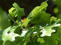 Image of Blackburnian Warbler