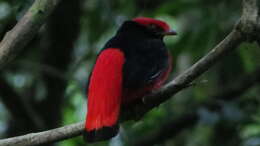 Image of Black-necked Red Cotinga