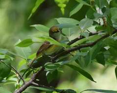 Слика од Vireo griseus (Boddaert 1783)