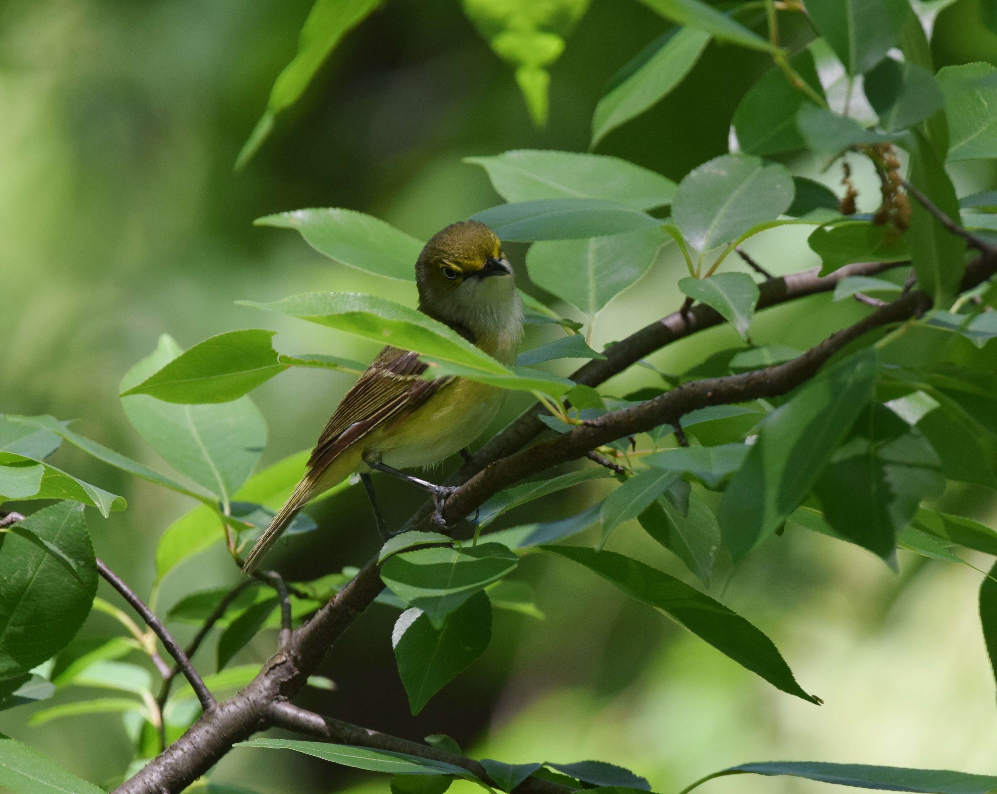 Слика од Vireo griseus (Boddaert 1783)