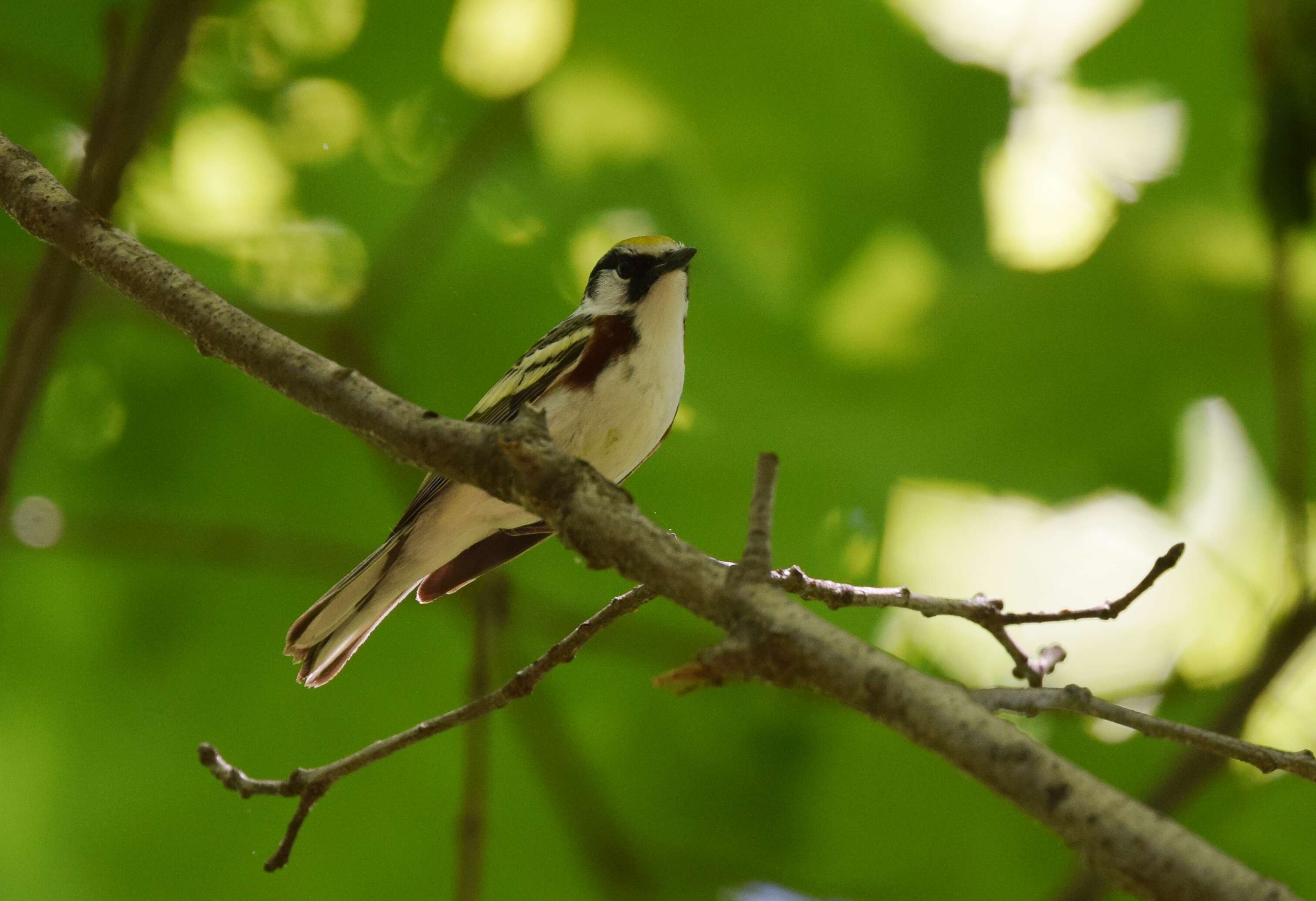 Image of Chestnut-sided Warbler