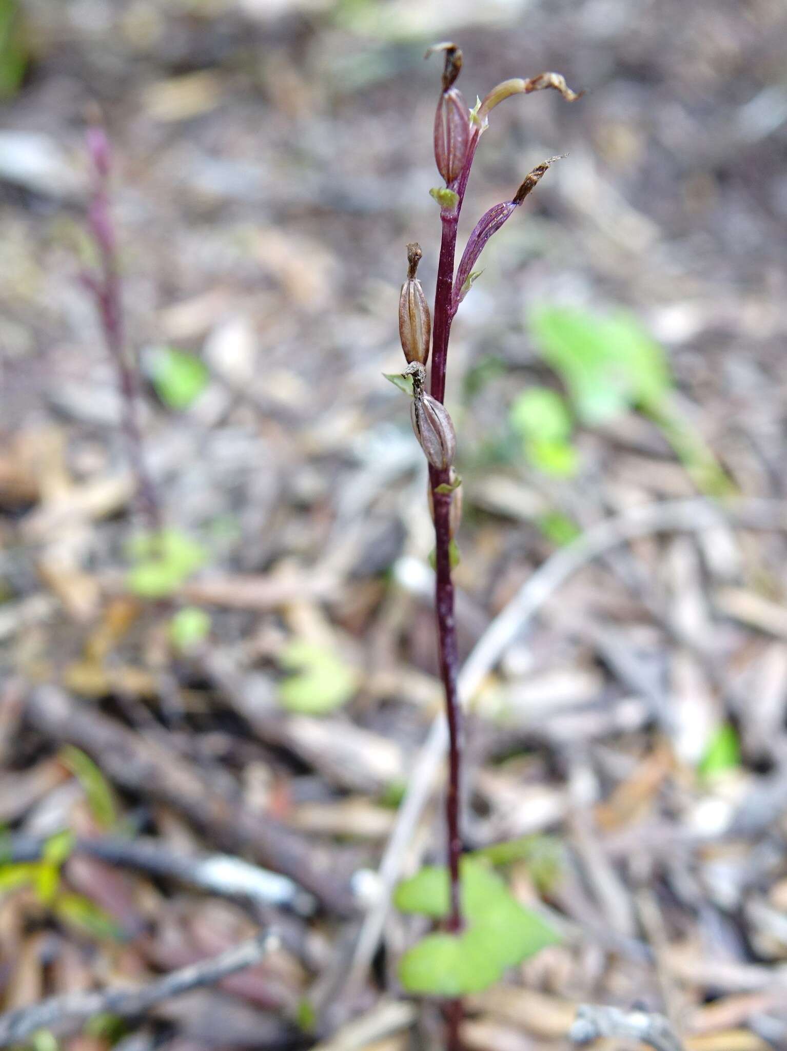 Acianthus sinclairii Hook. fil.的圖片