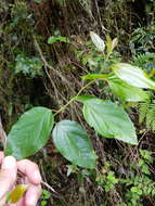 Image of False dogwood