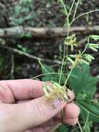 Image of Tall Rattlesnake-Root