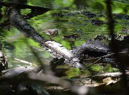 Image of Northern Waterthrush