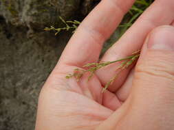 Image of snow grass