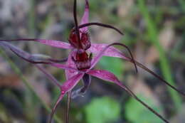 Caladenia formosa G. W. Carr的圖片