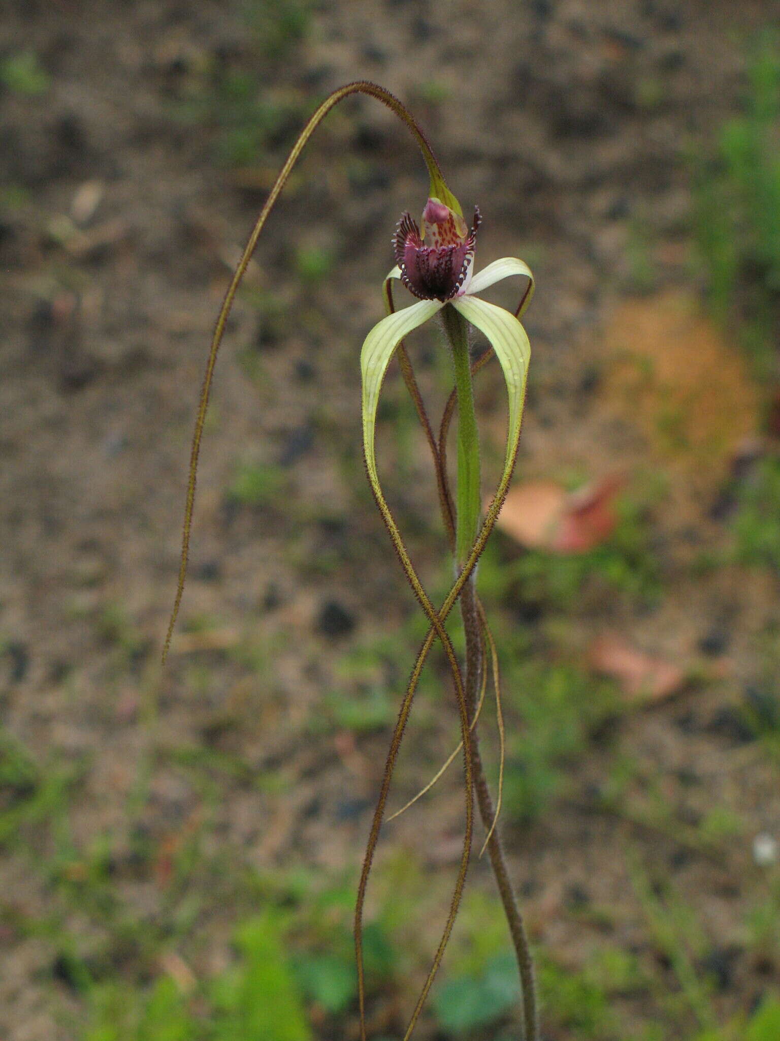 Image of Giant spider orchid