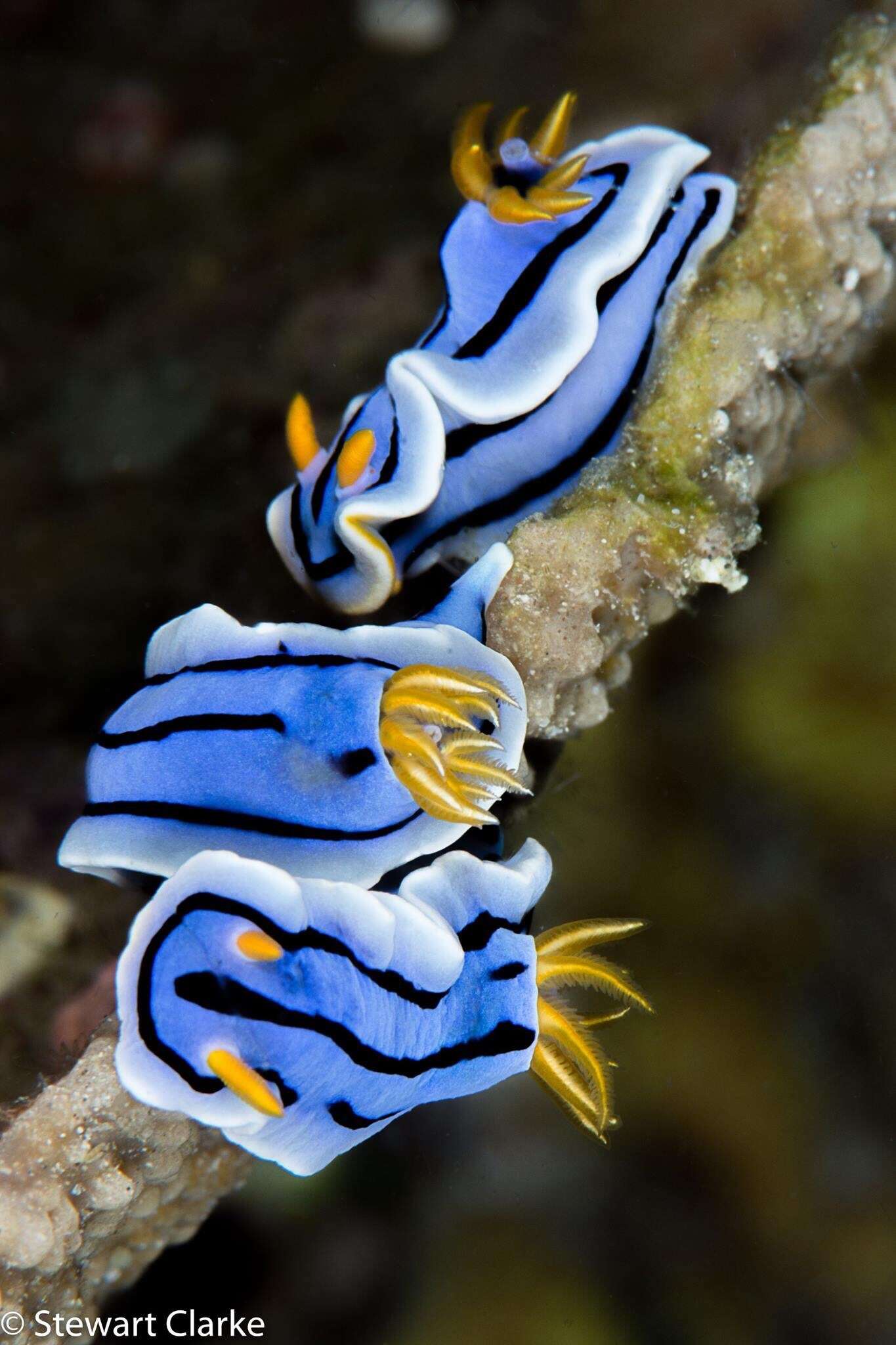 Image de Chromodoris lochi Rudman 1982