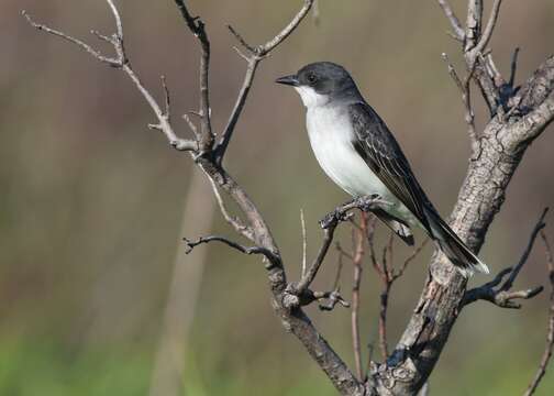 Image of Eastern Kingbird