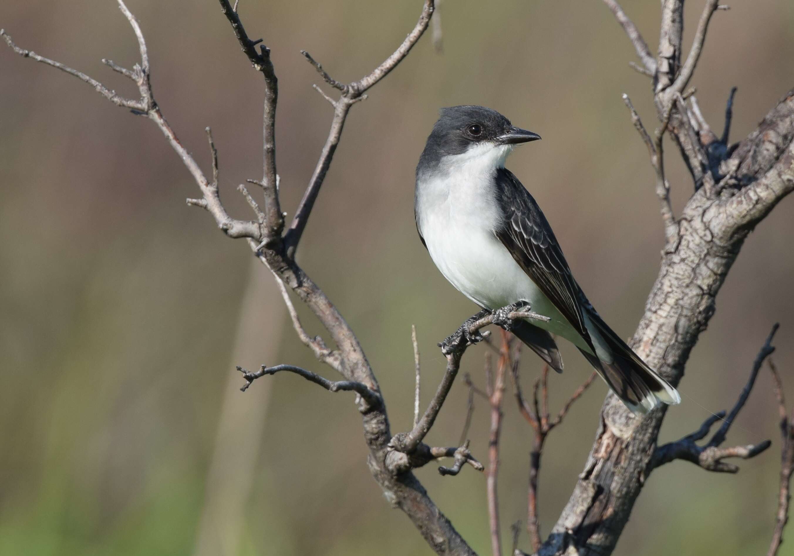 Image of Eastern Kingbird