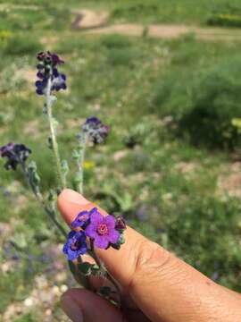 Plancia ëd Cynoglossum cristatum Schreb.